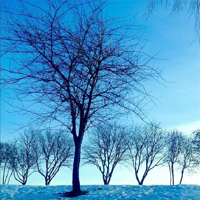 Trær i vinterlandskap med dyp blå himmel.