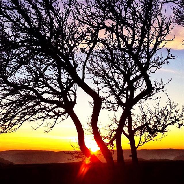 Et tre i silhuett foran en solnedgang hvor solen er i ferd med å synke ned bak fjellet.