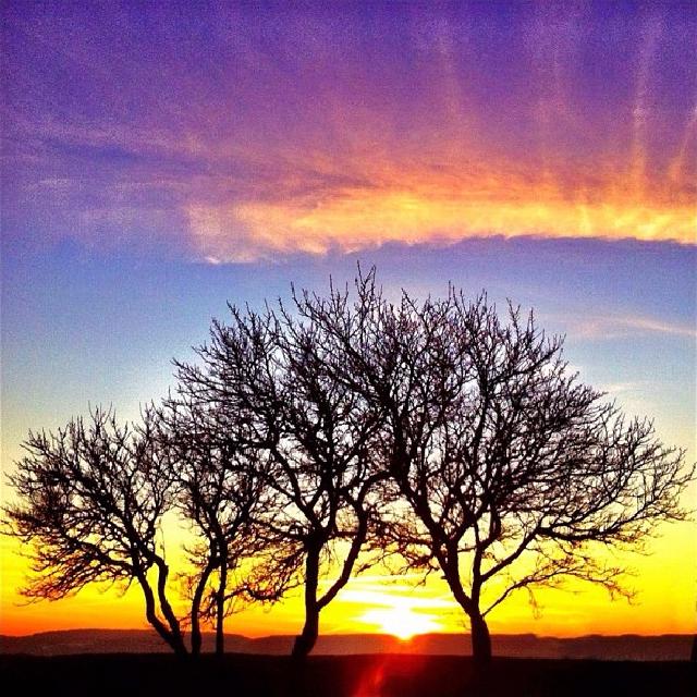 Solnedgang som omkranses av trær foran en fargerik himmel.