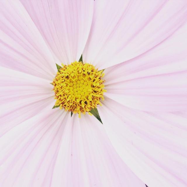 Nærbilde av en rosa blomst.