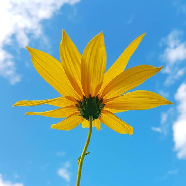 Undersiden av en gul blomst mot dyp blå himmel.